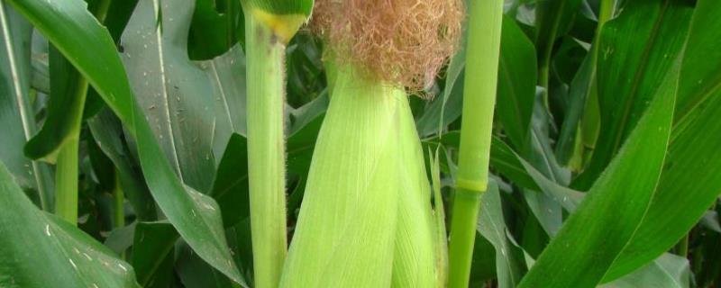 极早熟玉米新品种 中早熟玉米品种