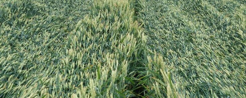 小麦大面积倒伏应该施什么肥，是什么原因导致的