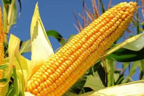 玉米生长过程详细记录