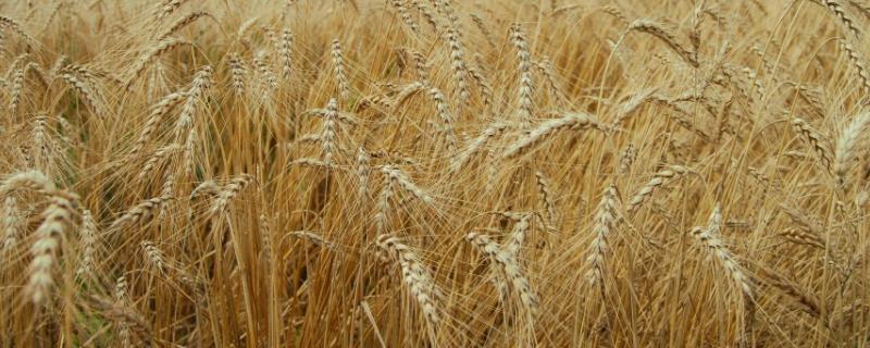 矮杆高产大穗小麦品种 矮杆高产大穗小麦品种抗倒抗病苏北地区的品种