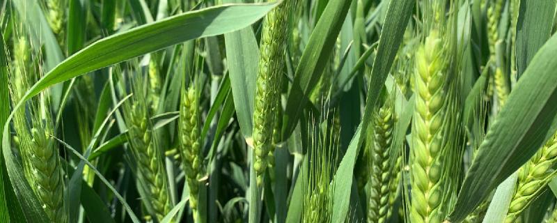 小麦快成熟的时候需要打药吗，附打药注意事项
