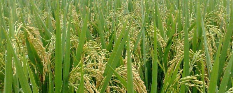 水稻一生要用多少尿素，尿素施多了怎么办
