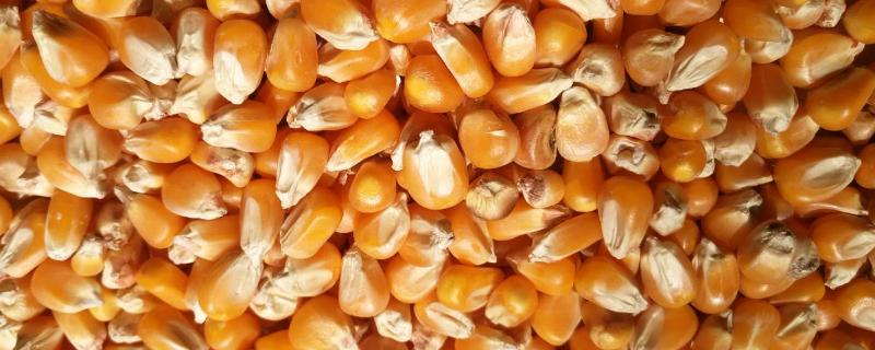 陈玉米种子影响产量吗，陈玉米种子有什么危害