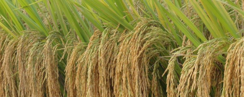 水稻分蘖末期大约是几月几日，分蘖期叶子发黄是怎么回事