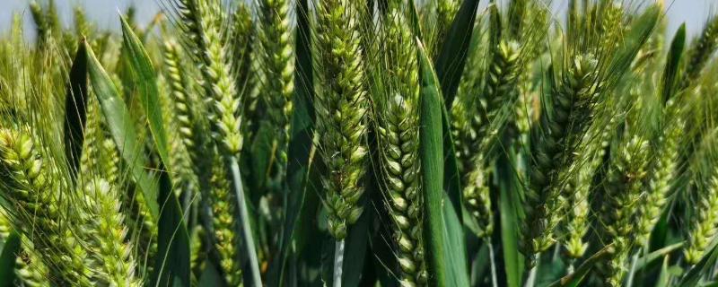 小麦后期倒伏减产多少，如何补救 小麦后期倒伏影响产量吗