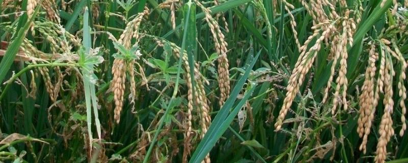 水稻田矮慈姑用什么除草剂，除草剂药害几天缓过来