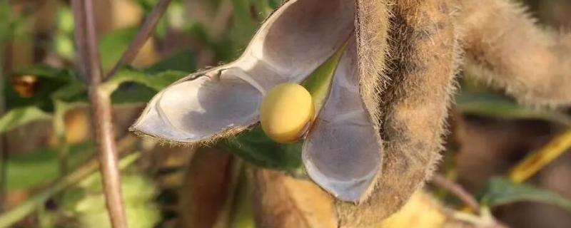 黄豆的种植时间，附种植方法 黄豆的种植方法与时间