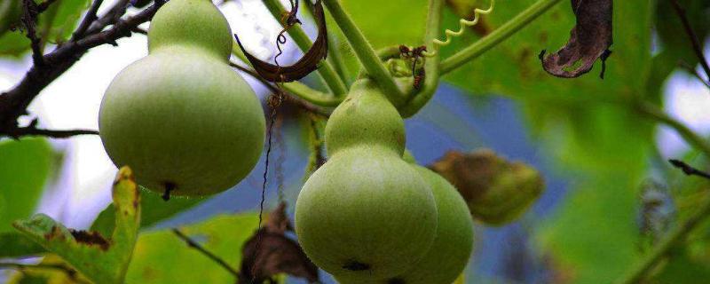 葫芦瓜种植技术和管理 葫芦瓜怎样种植技术