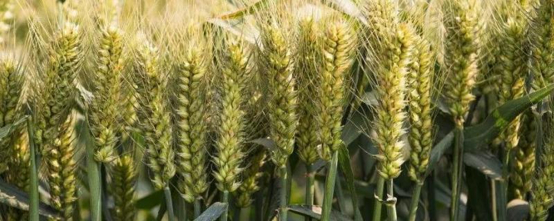 小麦灌浆期倒伏对产量影响，灌浆期有多少天