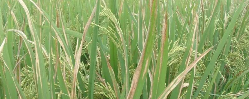 水稻有哪些病虫害，分别如何防治（水稻常见病虫害以及防治方法）