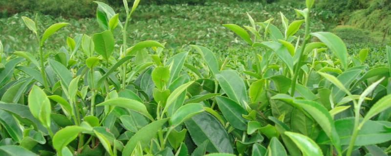 茶叶病虫害种类及防治 茶叶病虫害有哪些