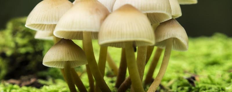 蘑菇生长需要什么条件，附生长过程 蘑菇的生长技术
