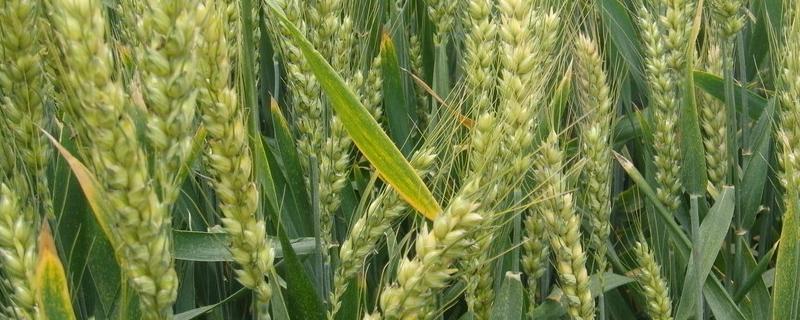 郑麦103小麦品种特性，附简介 郑麦101小麦品种特性