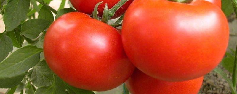 西红柿有太阳就蔫是怎么回事，蔫了如何补救