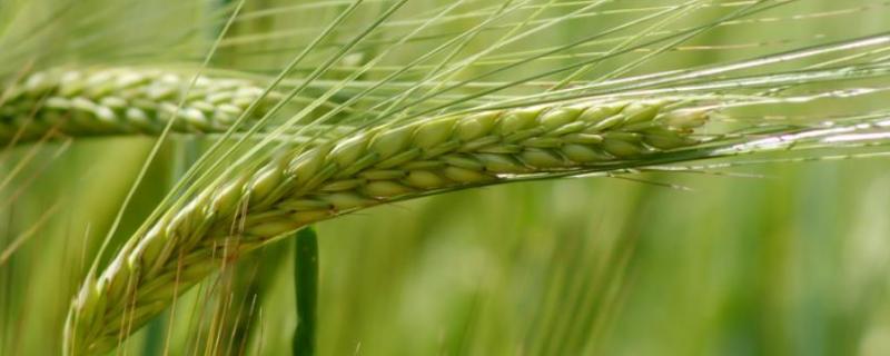 济麦22小麦产量如何，附简介（济麦22小麦亩产）