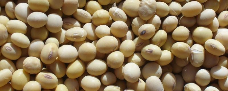 黄豆每亩种多少斤，附种植方法 黄豆每亩种多少斤,附种植方法是什么