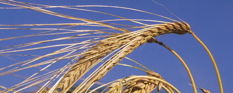 河南优质小麦品种介绍 河南优质小麦新品种