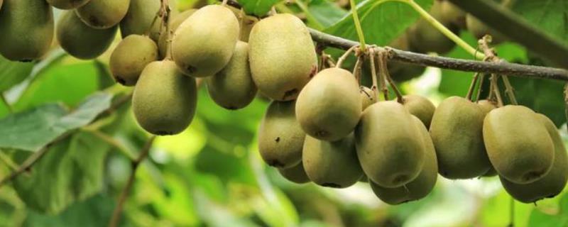 猕猴桃一亩地产多少斤，在国内哪些地区适合种植猕猴桃