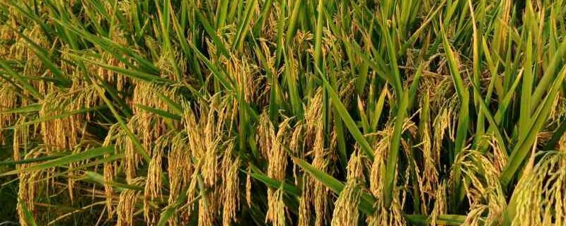 杂交水稻增产多少，亩产可达多少斤 杂交水稻增产多少,亩产可达多少斤呢