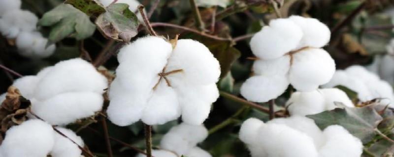 向铃转棉花化学打顶剂介绍，棉花长到多高的时候需要打顶