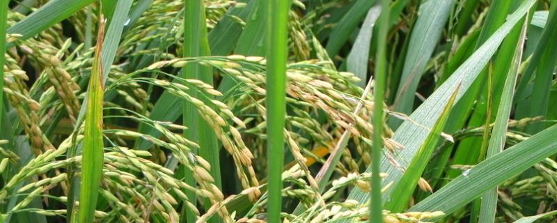 1亩地的水稻要多少斤稻种，稻种浸泡多长时间为宜