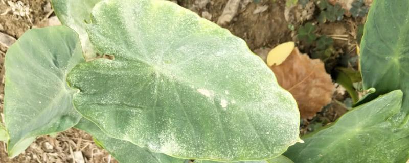 芋头常见病虫害的防治方法 怎样防治芋头病害和虫害