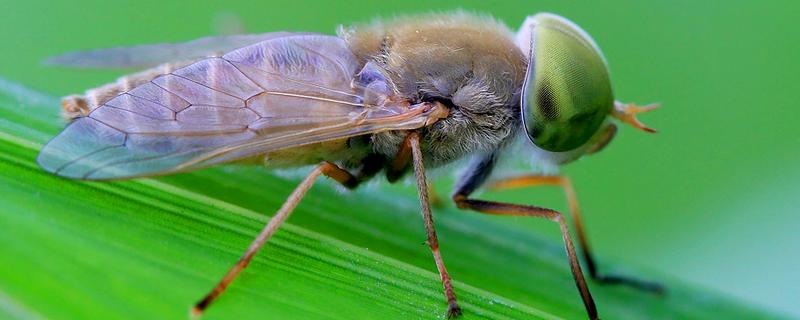 牛虻虫最怕的药是什么，是什么昆虫（牛虻虫怕什么味道）