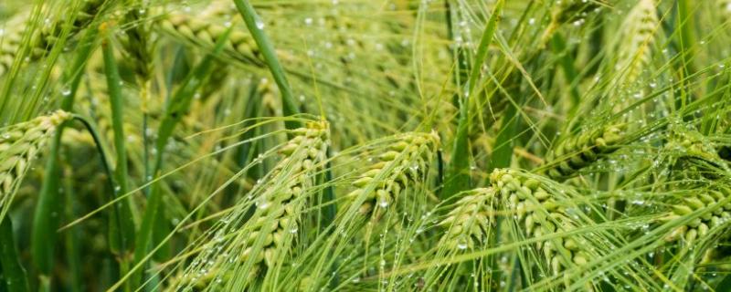 农大3432小麦品种 农大339小麦品种