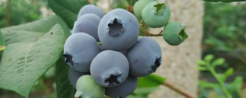 蓝丰蓝莓的特点，附蓝莓的种植方法 蓝丰蓝莓种植条件