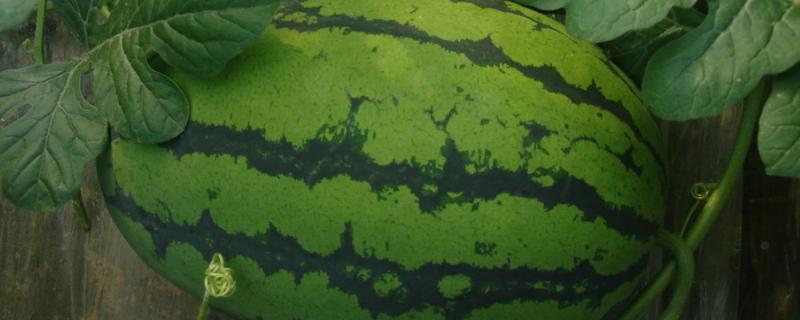 长西瓜品种 长条西瓜品种