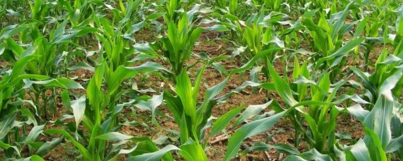 玉米地有大草怎么选择除草剂，什么时候用效果好