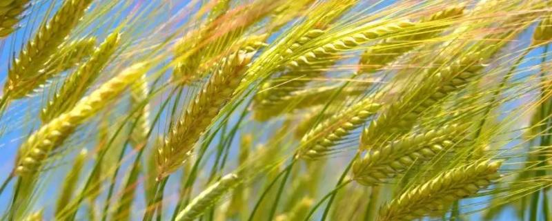 小麦生长期分几个阶段，生长期多少天