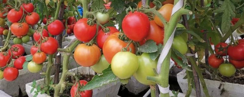 如何防治西红柿钻心虫，附危害症状