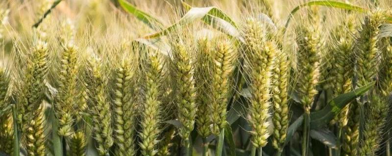 西农226品种特征，附简介 西农226小麦品种特征特性