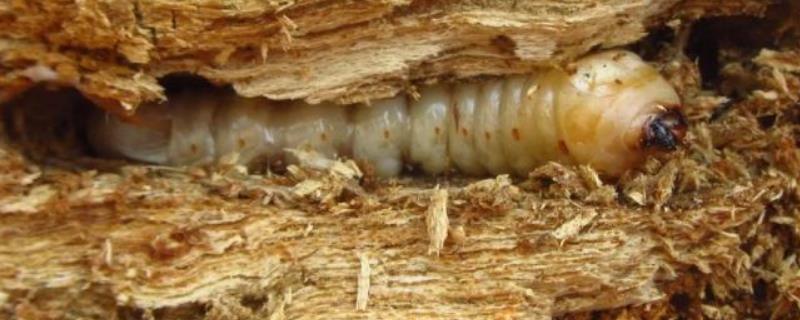 毒死蜱灌根能杀死天牛幼虫吗，主要杀什么虫