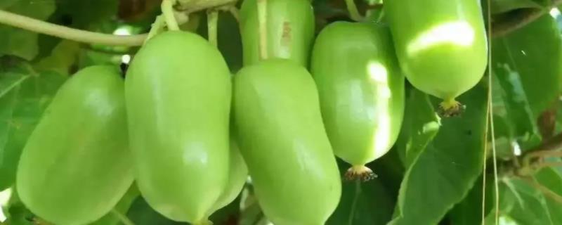 软枣猕猴桃怎么繁殖，附种植方法 软枣猕猴桃的繁殖方法