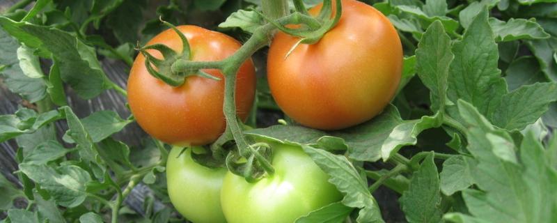西红柿需要什么肥才能长得大，出现肥害如何解救