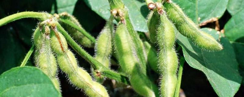 黄豆高产种植技术管理，什么时候种植好