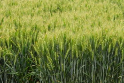 藁优5766小麦品种