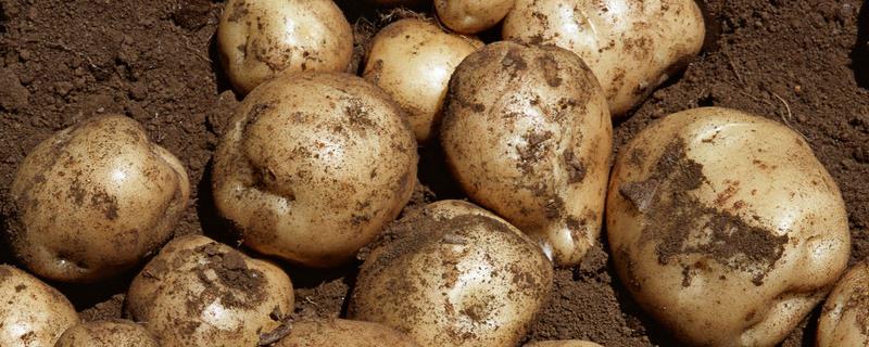 土豆6月份可以种植吗，附种植方法（土豆六月份可以种吗）