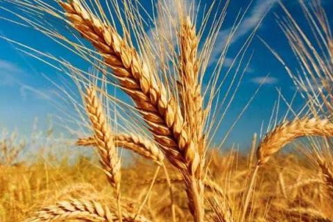 新植9号小麦品种