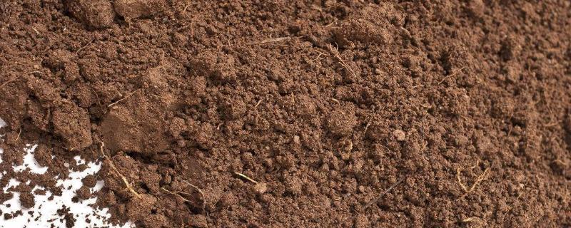 农药多菌灵能治什么病，多菌灵如何给土壤消毒
