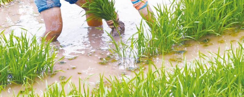 水稻秧苗怎么培育，多少天可以移栽 水稻秧苗多久移栽