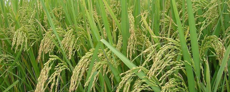 水稻感光性最敏感的是，感光性强的品种有哪些