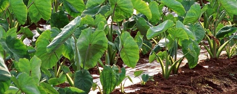 芋头种植高产栽培管理技术 芋头 高产栽培技术