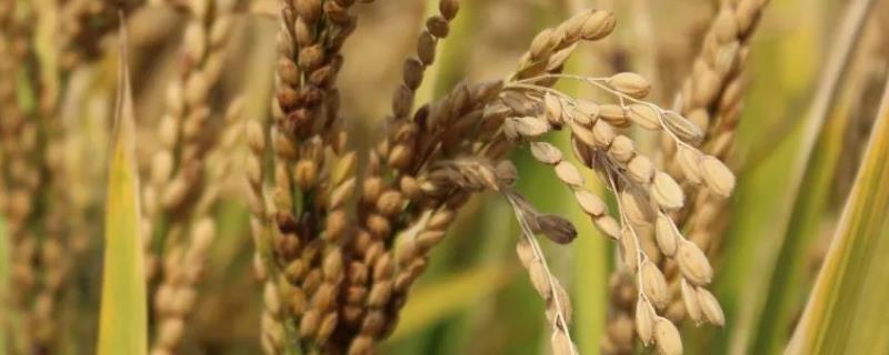 水稻拔节期是几月份，拔节期施什么肥好