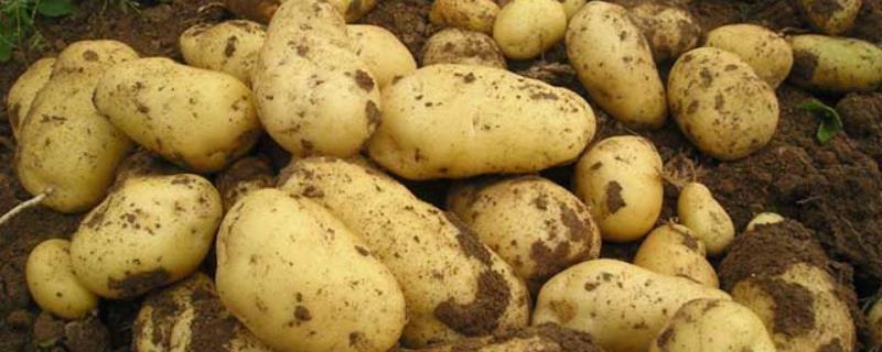 马铃薯黄萎病，附症状和防治方法