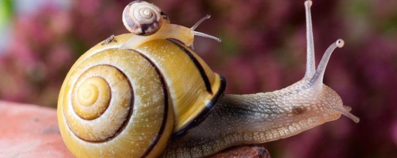 玉米地蜗牛的防治，打药多长时间能死