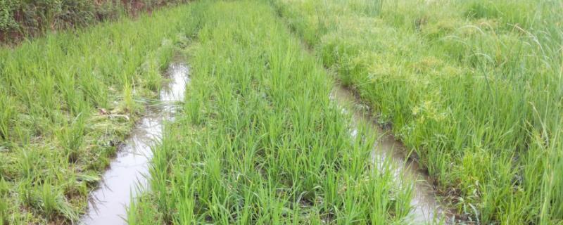 水稻直播田封闭除草剂的使用方法，直播后多少天打封闭药
