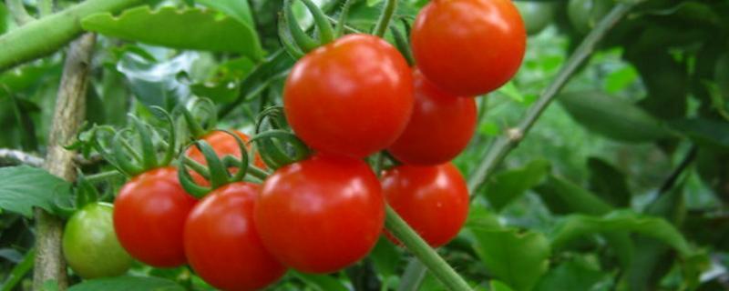 番茄病害图片及用药，为什么种的番茄底部会烂